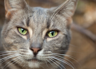 close-up of the face of a beautiful grey cat