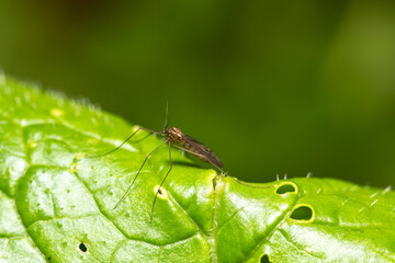 close-up of a mosquito on a green leaf, in Adelaide, South Australia during autumn months