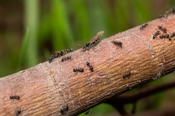 Ant queen with wings surrounded by worker ants on a tree log