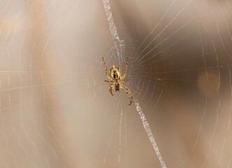 yellow and black garden spider on a web outdoors