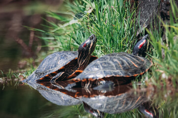 A couple of red-eared slider turtles are basking in the sun near the green grasses. Close-up...