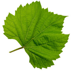 Grape leaf on white bacground, Green Greape leaf Isolate on white with clipping path.