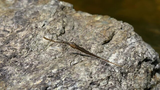 Water Stick Insect - Ranatra linearis is a species of aquatic bug in the Nepidae family. Czech Republic wildlife