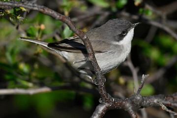 Lesser whitethroat // Klappergrasmücke (Sylvia curruca / Curruca curruca)
