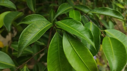 Fototapeta na wymiar The walik banyan or breech banyan is a species of ficus kurzii in the moraceae family
