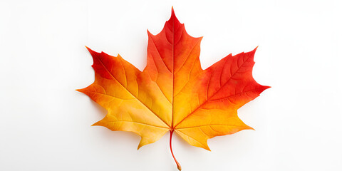 Autumn Maple Leaves: A Colorful Tapestry of Nature's Beauty