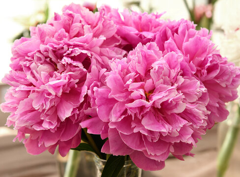 Named after man who discovered penicillin, Doctor Alexander Fleming, peony with fully double flowers and beautiful dark pink petals