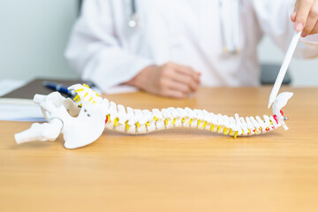 Doctor with human Spine anatomy model. Spinal Cord Disorder and disease, Back pain, Lumbar, Sacral...
