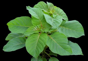 green plant isolated on black