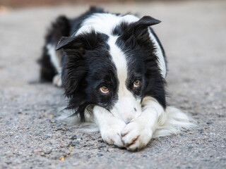Border collie dog doing exercise shame outdoors. 