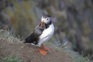 Papageientaucher auf Island
