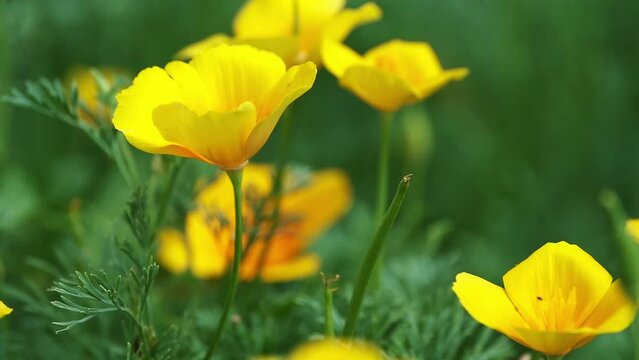 California poppy flowers sway in the wind on a green background.