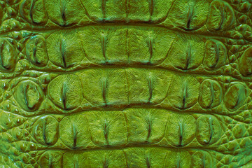 Genuine leather texture backgroundr close-up, embossed under the skin a reptile, green color print. Natural backdrop, copy space. Concept of shopping, manufacturing