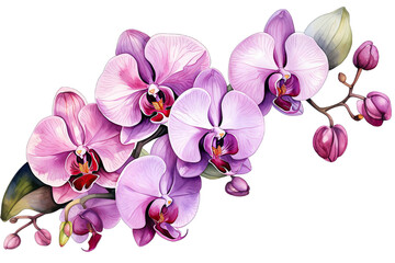 Fototapeta na wymiar phalaenopsis orchid isolated on white background, Watercolor