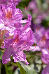 Fototapeta premium Purple rhododendron flowers close up