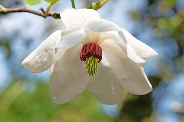 Korean mountain magnolia flower in full bloom