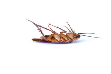 cockroach isolated on white background
