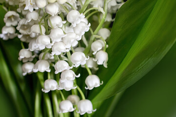 bouquet of lilies of the valley, close-up, selective focus
