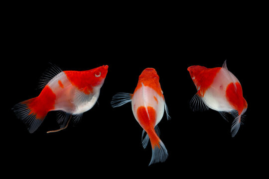Molly, Moonfish,Poecilia latipinna,Albino Santaclaus Molly Swordtail