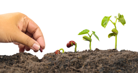 Farmer hand seed planting with seed germination sequence