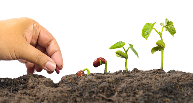 Farmer hand seed planting with seed germination sequence