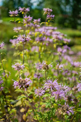 Bergamot flowers (Monarda bergamot) in garden