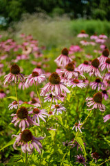 Purple coneflower (Echinacea purpurea) in the garden