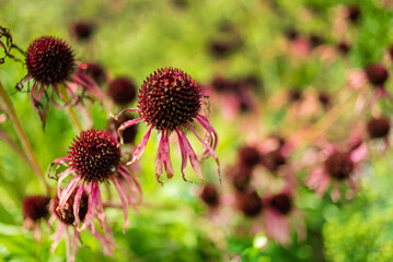 Purple coneflower (Echinacea purpurea) in the garden