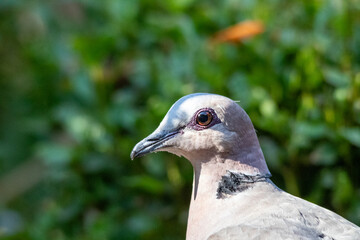 Portrait of a red-eyed dove in South Africa