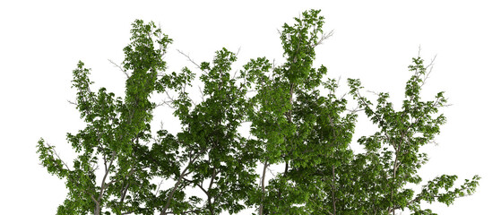 green grass isolated