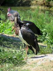 cigogne