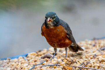A remarkable close-up of an American robin displaying its survival prowess, delicately gripping a wasp in its beak, showcasing nature's intricate balance of predator and prey.