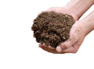 Farmer's hands are holding manure