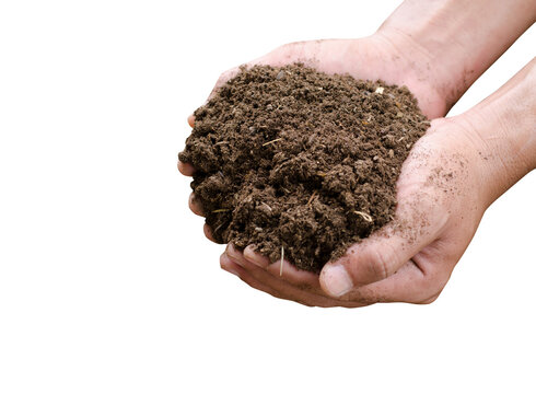 Farmer's hands are holding manure
