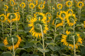 Back view of Sunflower field