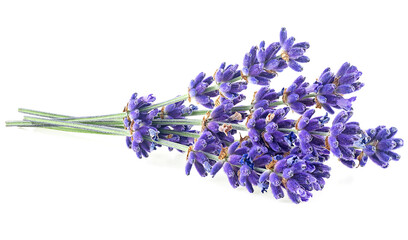 Lavender flowers isolated on a white background