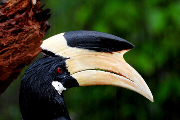 Black hornbill © Maduranga