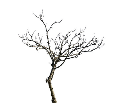 trees with branches without leaves isolated