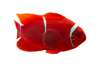 Maroon clownfish on white background, anemones on isolated background © kuritafsheen
