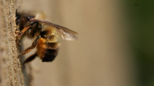 Rusty mason bee (Osmia bicornis) approaching and immediately entering the breeding tube, slow motion 300fps, North Rhine-Westphalia, Germany, Europe