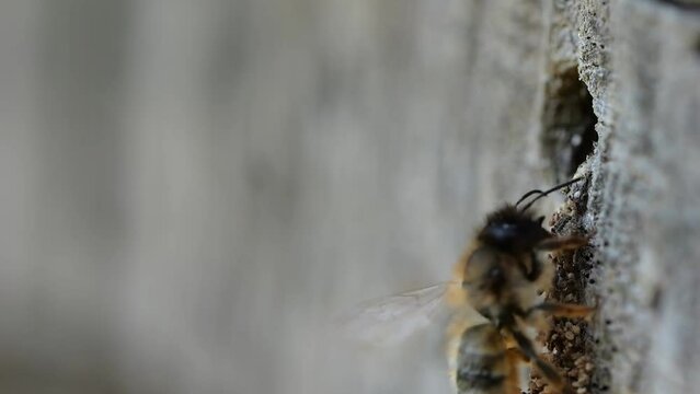 Rusty red mason bee (Osmia bicornis) approaching the breeding tube, remnants of the old cell populations are still in the entrance area, slow motion 300fps, North Rhine-Westphalia, Germany, Europe