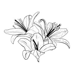 Vector illustration of lily flowers heads in full bloom. Black outline of petals, graphic drawing. For postcards, design, decoration, prints, posters, stickers, souvenirs, tattoos, stamps