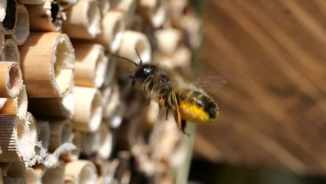 Rusty mason bee (Osmia bicornis) approaching the hollow reed stalks, which are suitable as breeding tubes, slow motion 300fps, North Rhine-Westphalia, Germany, Europe