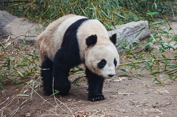 Obraz premium Walking Ailuropoda melanoleuca commonly known as Giant panda