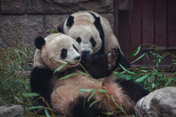 Ailuropoda melanoleuca commonly known as Giant panda