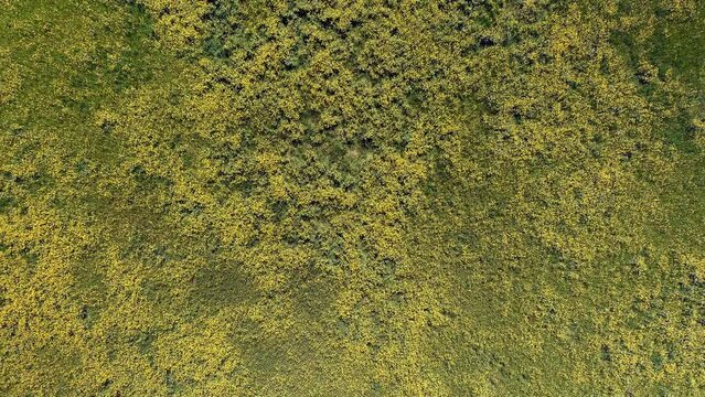 Ascending On Yellow Scotch Broom Wildflowers In The Field During Springtime. Aerial Drone Shot 