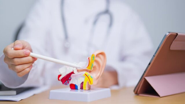 Doctor with human Ear anatomy model. Ear disease, Atresia, Otitis Media, Pertorated Eardrum, Meniere syndrome, otolaryngologist, Ageing Hearing Loss, Schwannoma and Health