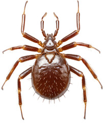 Tick isolated on white background as transparent PNG, generative AI animal