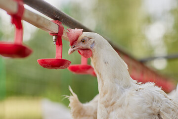 chicken drinking water from a drinker at chicken eco farm, free range chicken farm
