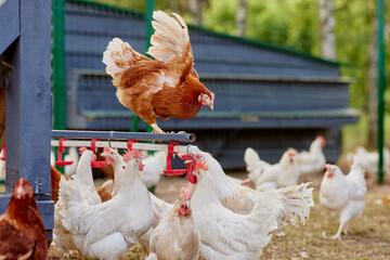 chicken drinking water from a drinker at chicken eco farm, free range chicken farm